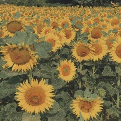 助赢软件app下载手机版